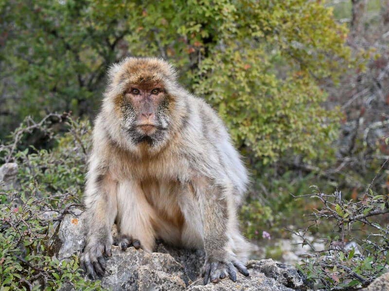 Singe Magot - Faune du Parc National de Tazekka